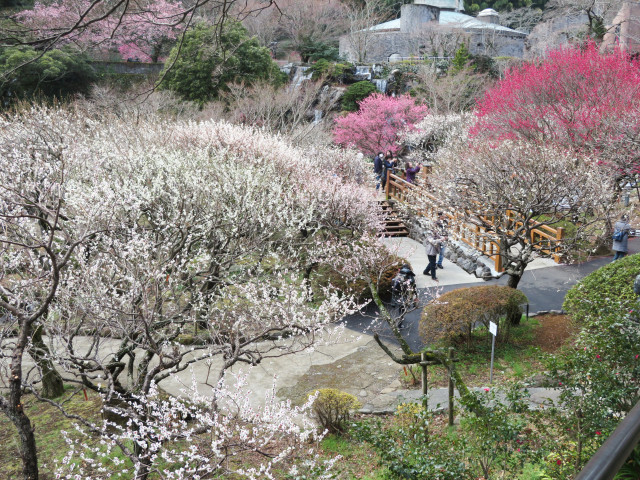 熱海梅園